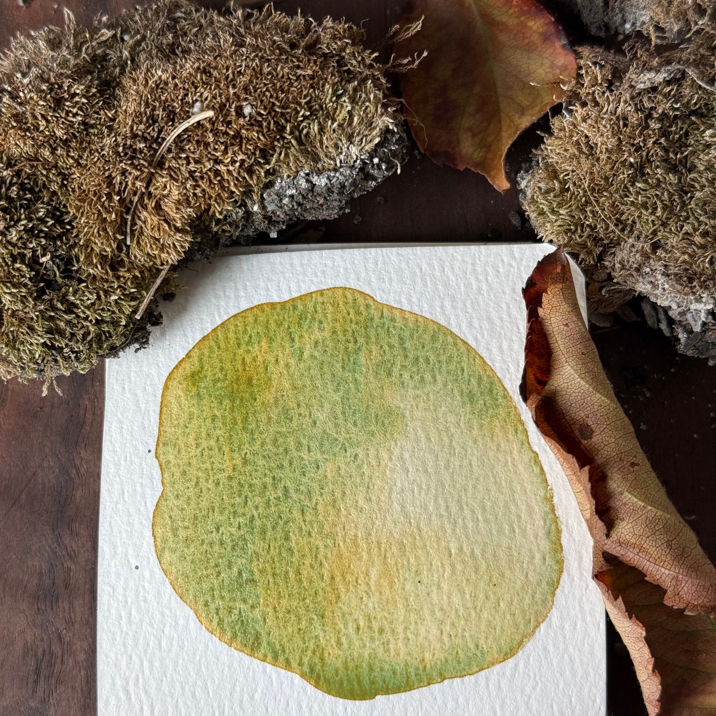Lichen
