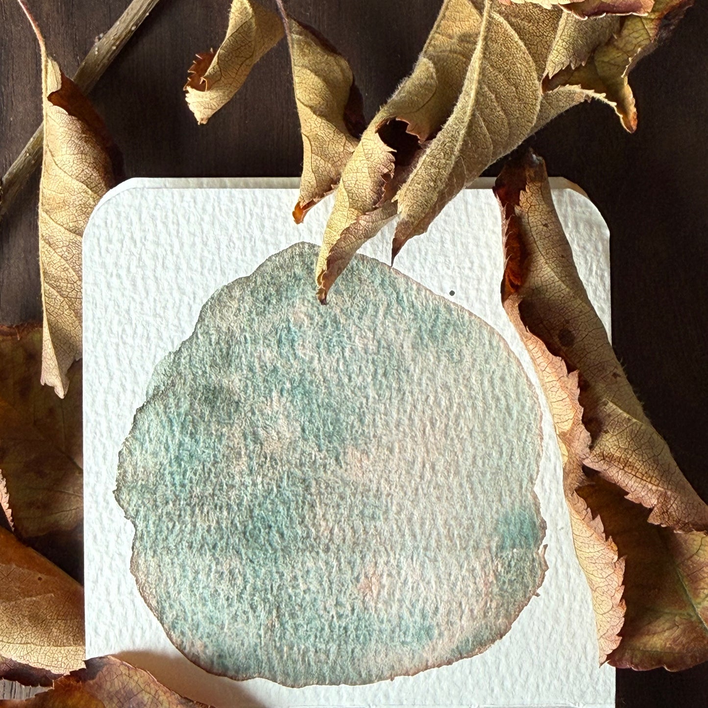 Chameleon